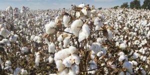 Cotton-teaser